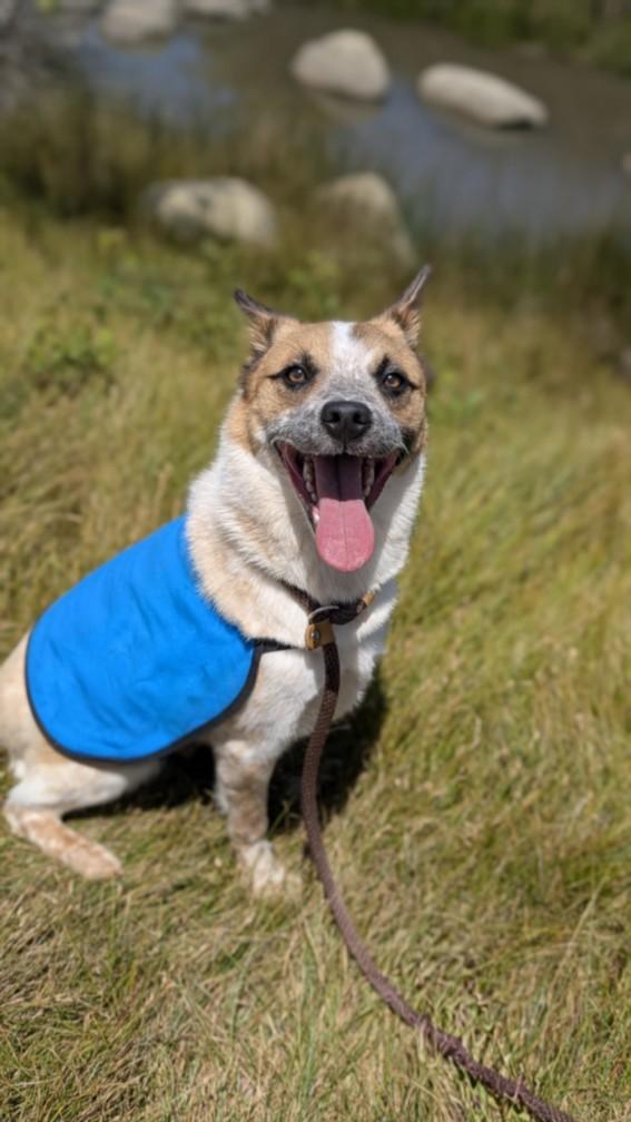 STRIDER, Adoptable, Young Male Australian Cattle Dog / Blue Heeler.