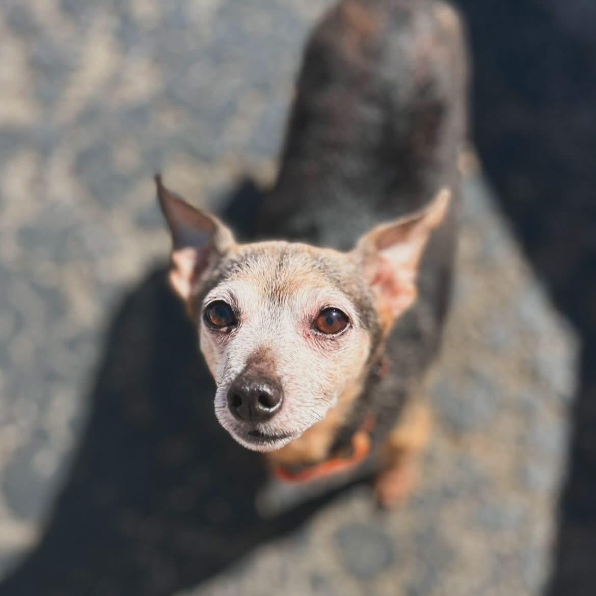Enlarge Pepper, a ADOPTABLE Chihuahua in West Falls, NY image 3/3