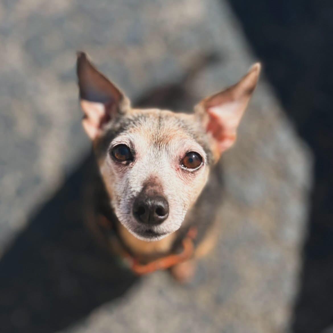 Pepper, ADOPTABLE, Senior Male Chihuahua.