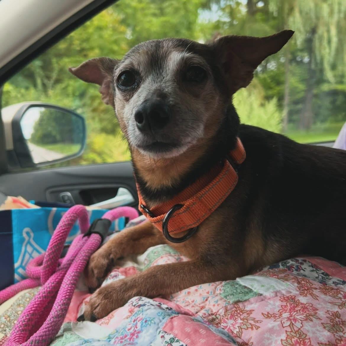 Enlarge Pepper, a ADOPTABLE Chihuahua in West Falls, NY image 2/3