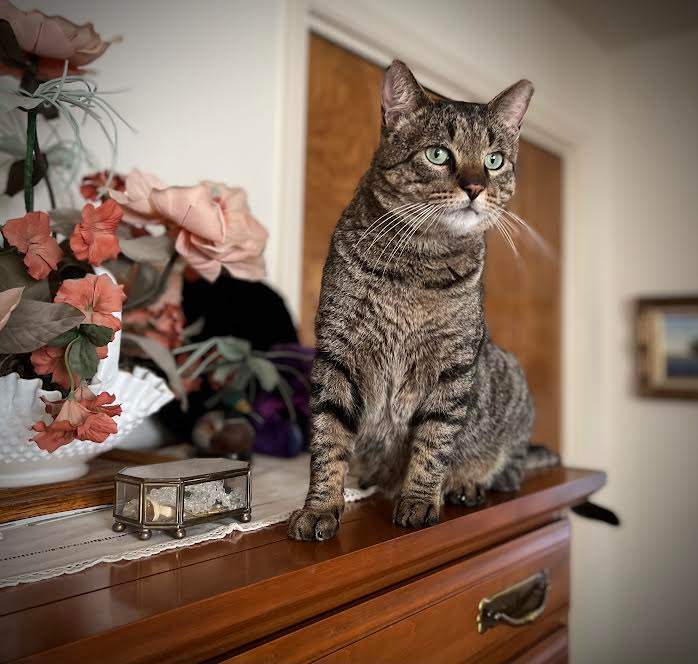 Joey Clovermeadow, Adoptable, Adult Male Domestic Short Hair.