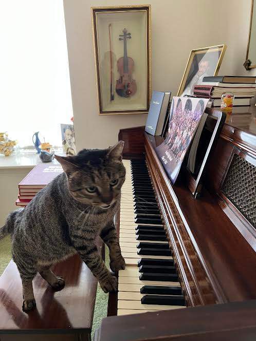 Joey Clovermeadow, a Adoptable Domestic Short Hair in Fort Worth, TX image 2/6