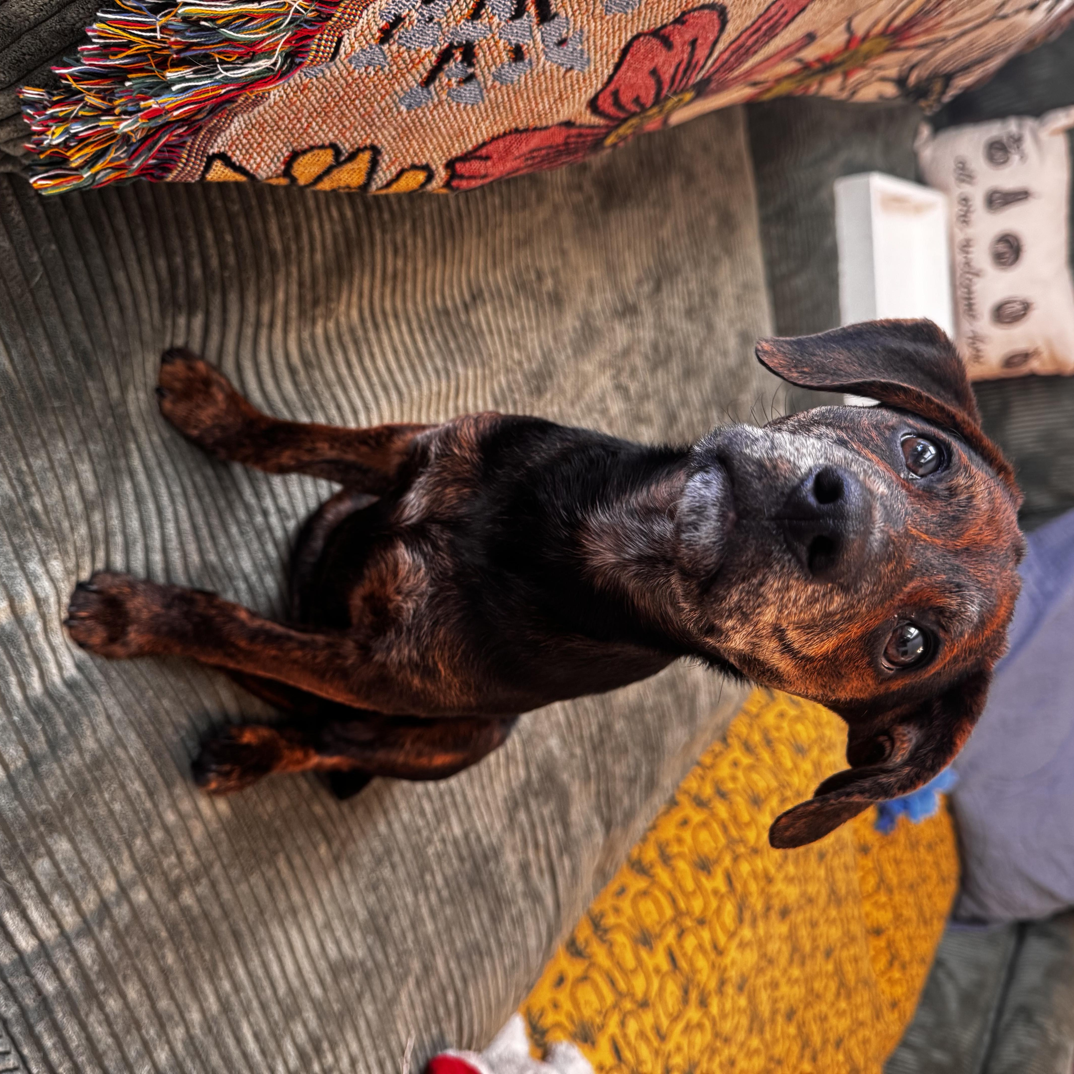 Stitch, Adoptable, Young Male Mixed Breed.