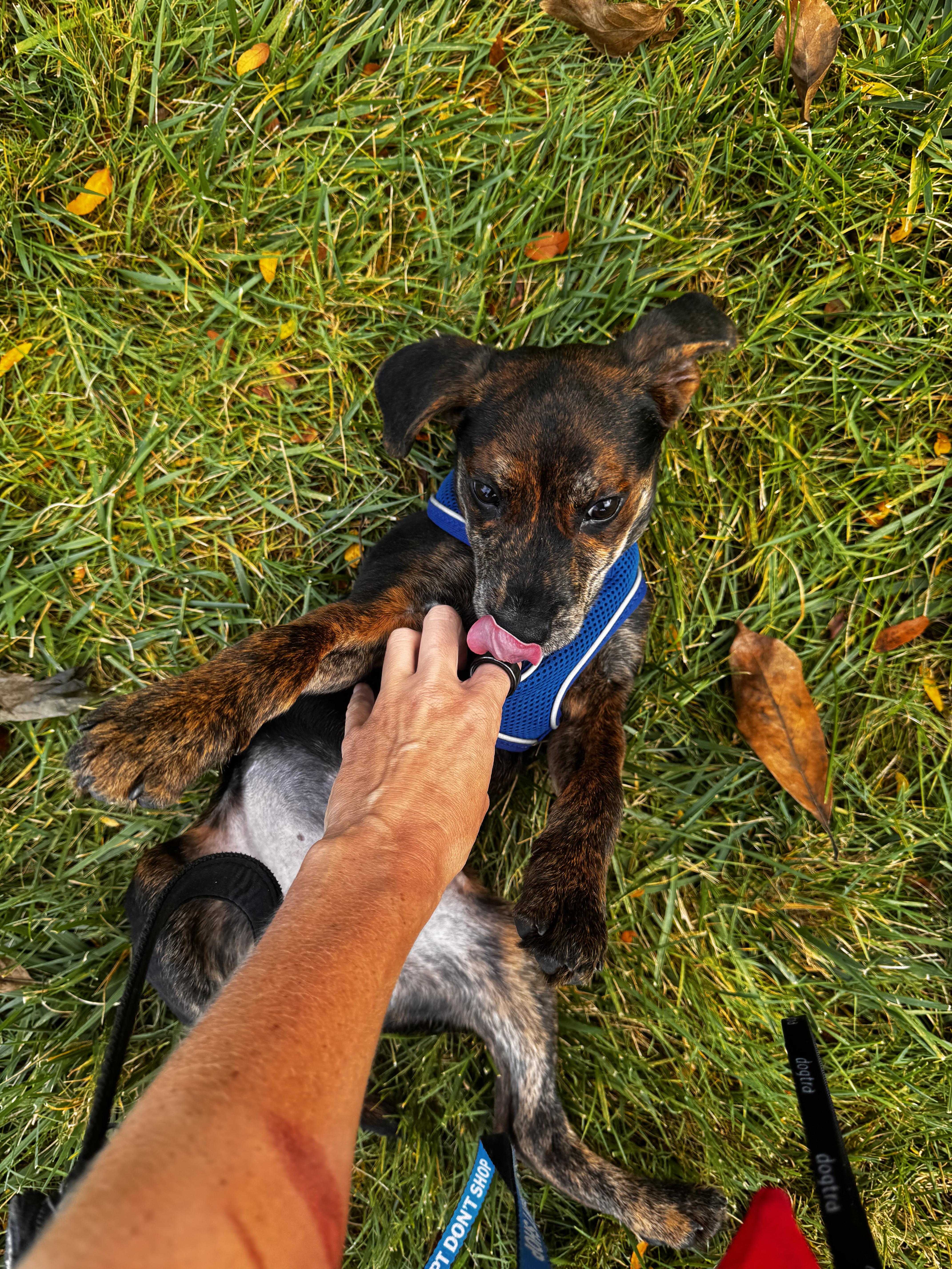 Enlarge Stitch, a Adoptable Mixed Breed in Chicago, IL image 5/5