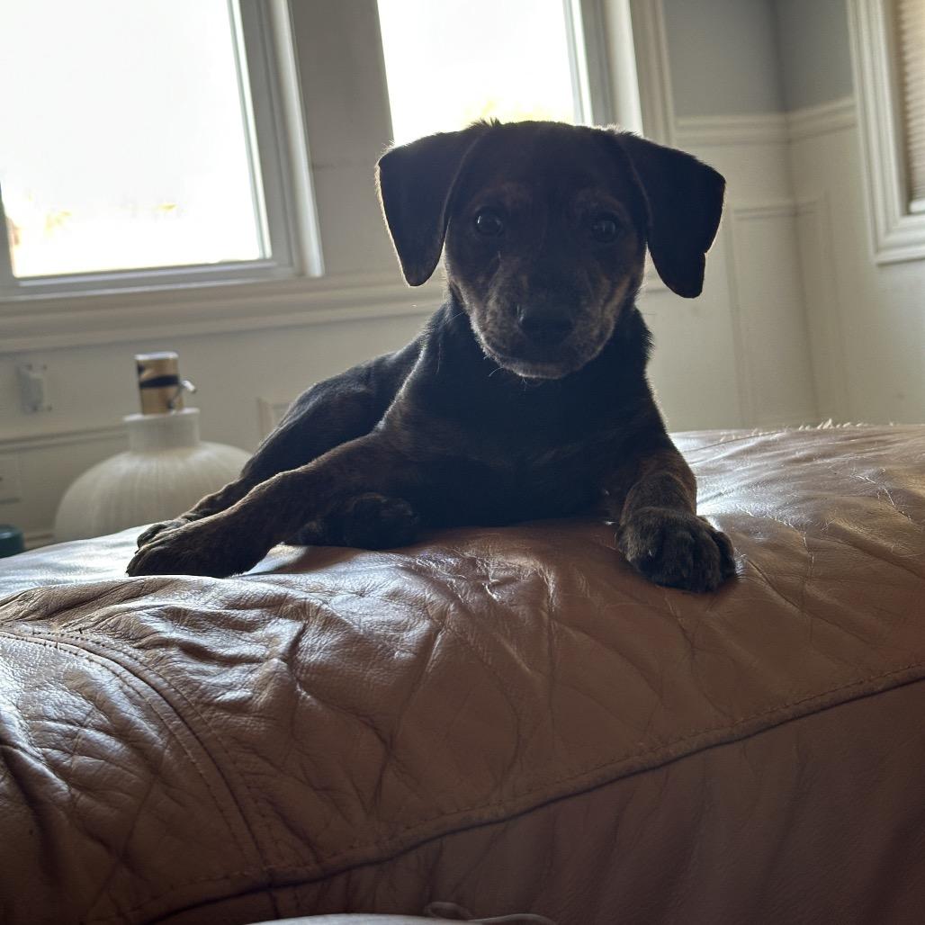 Enlarge Stitch, a Adoptable Mixed Breed in Chicago, IL image 3/5