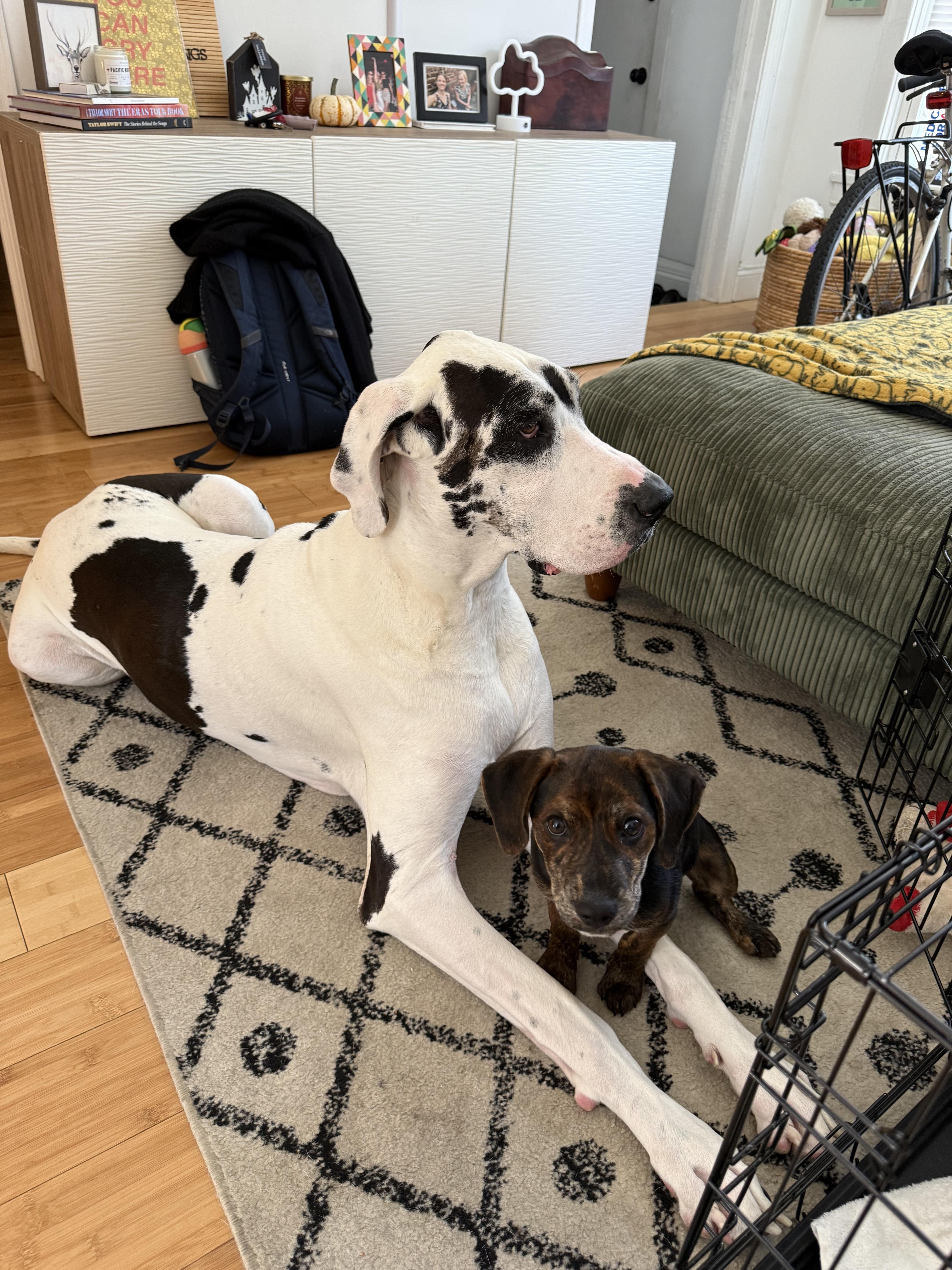 Enlarge Stitch, a Adoptable Mixed Breed in Chicago, IL image 2/5