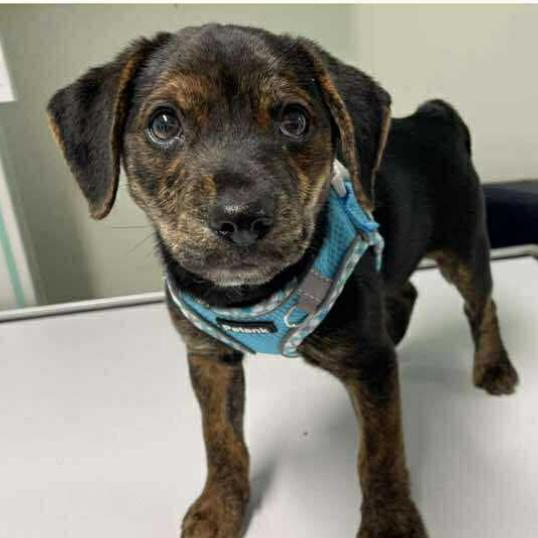 Enlarge Stitch, a Adoptable Mixed Breed in Chicago, IL image 4/5