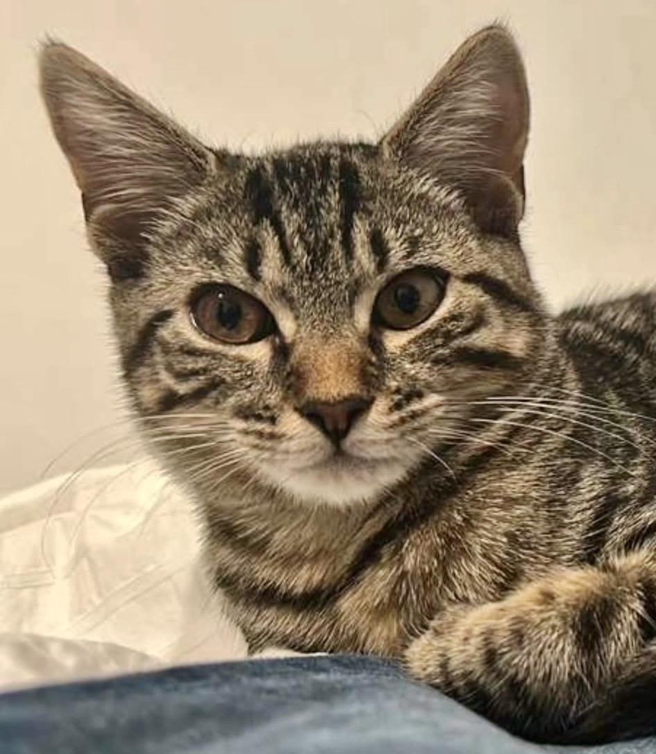 Enlarge Gnocchi- the sweetest girl, a Adoptable Domestic Short Hair in Bronx, NY image 6/6