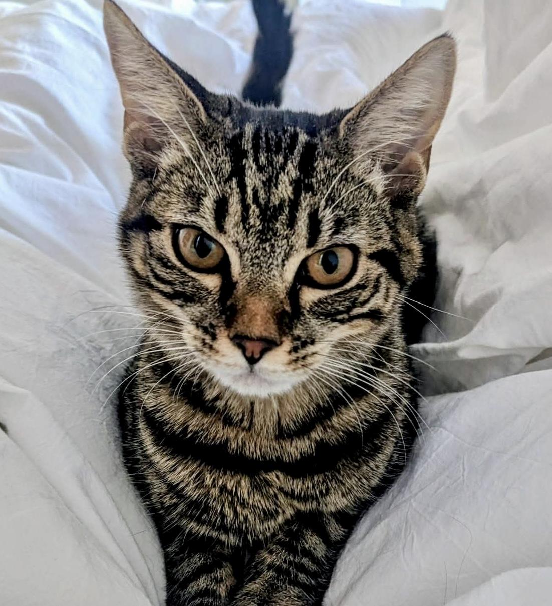 Enlarge Gnocchi- the sweetest girl, a Adoptable Domestic Short Hair in Bronx, NY image 5/6