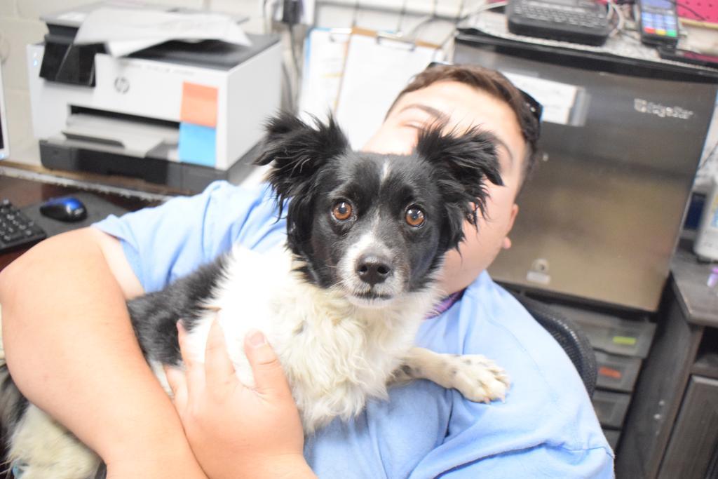 Capone, Adoptable, Young Male Chihuahua.