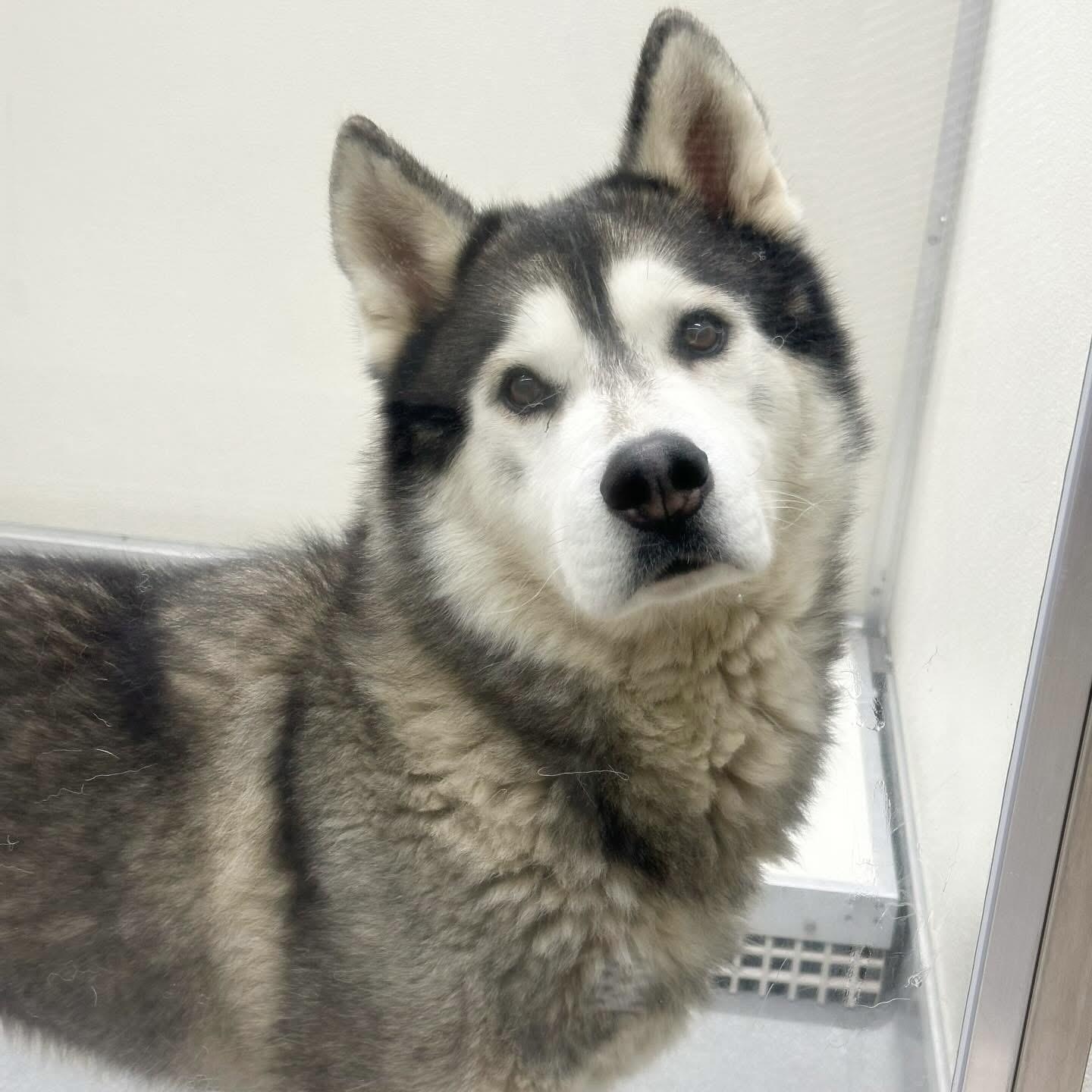 Everest #1129 (404), Adult Male Husky