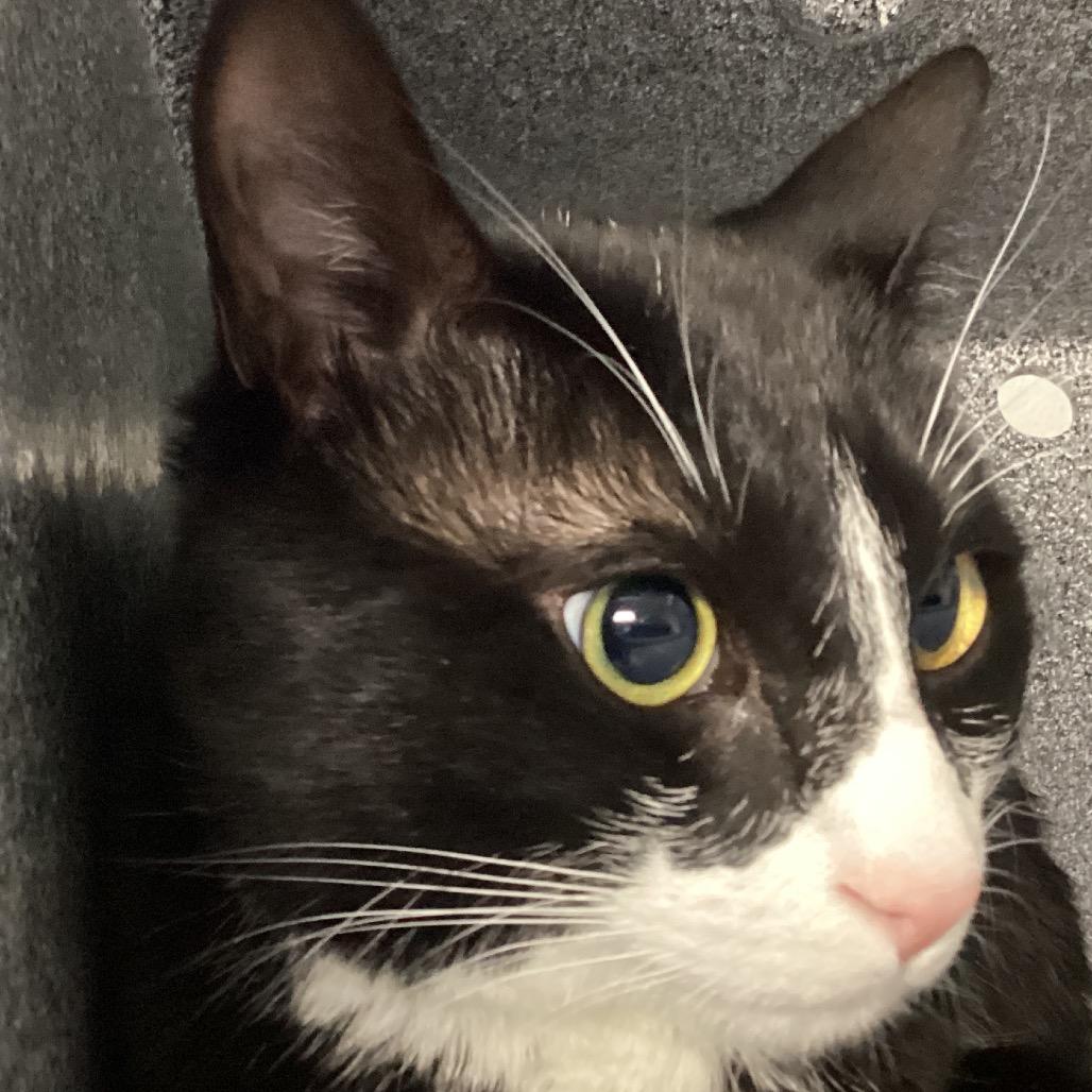 Enlarge Ruben, a Adoptable Domestic Short Hair in Greenville, SC image 1/2