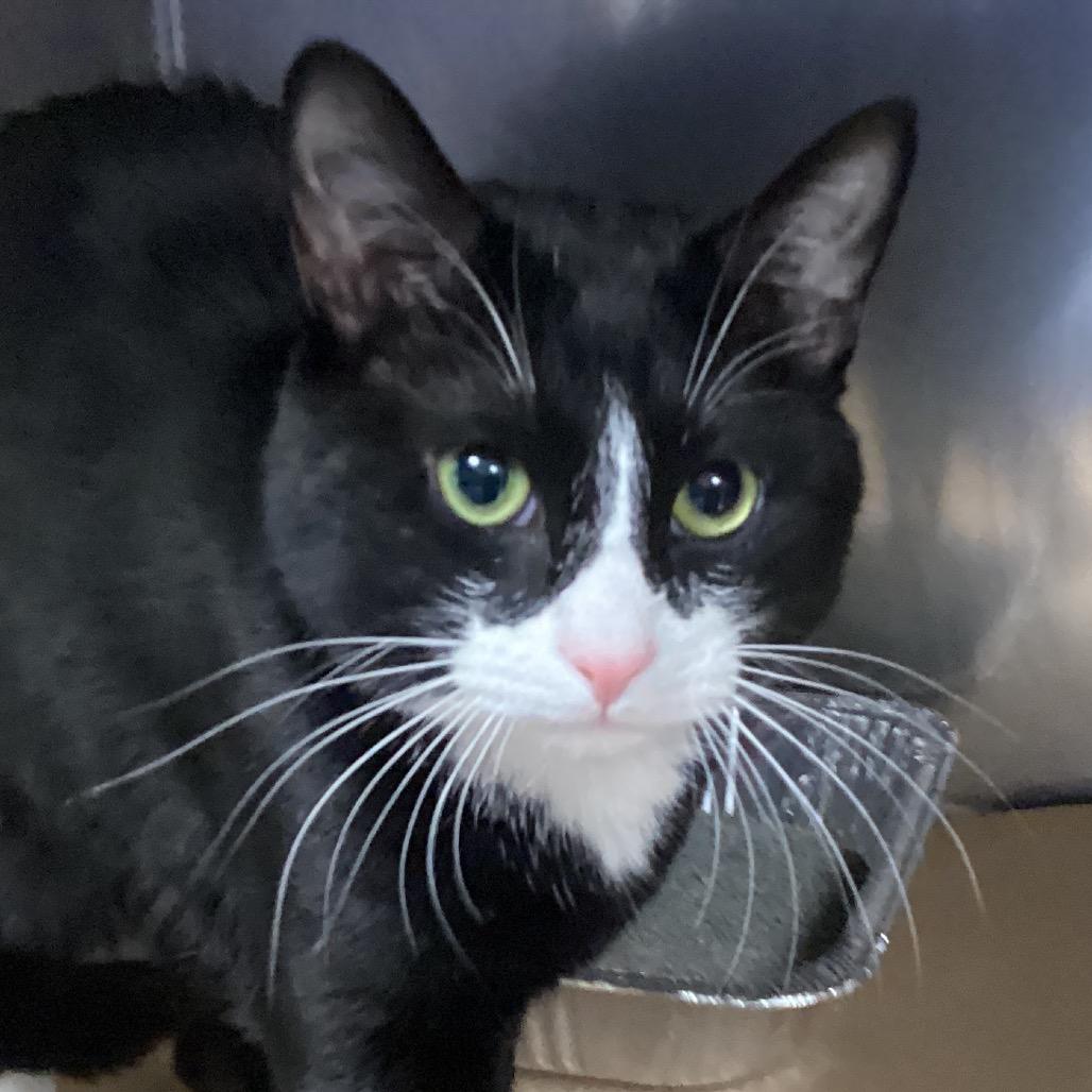 Enlarge Ruben, a Adoptable Domestic Short Hair in Greenville, SC image 2/2