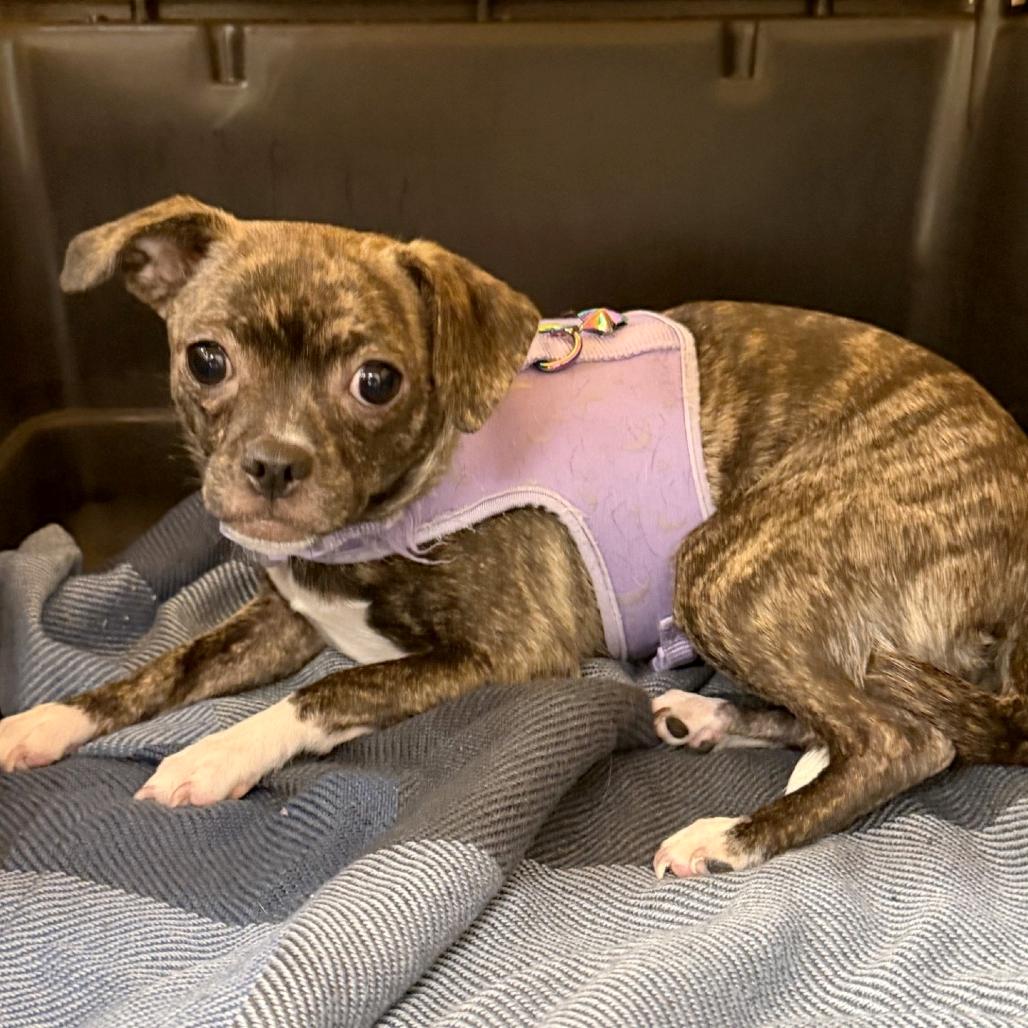Cheyenne, Adoptable, Young Female Chihuahua & Pug.