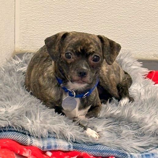 Enlarge Cheyenne, a Adoptable mixed breed in Woodinville, WA image 2/4