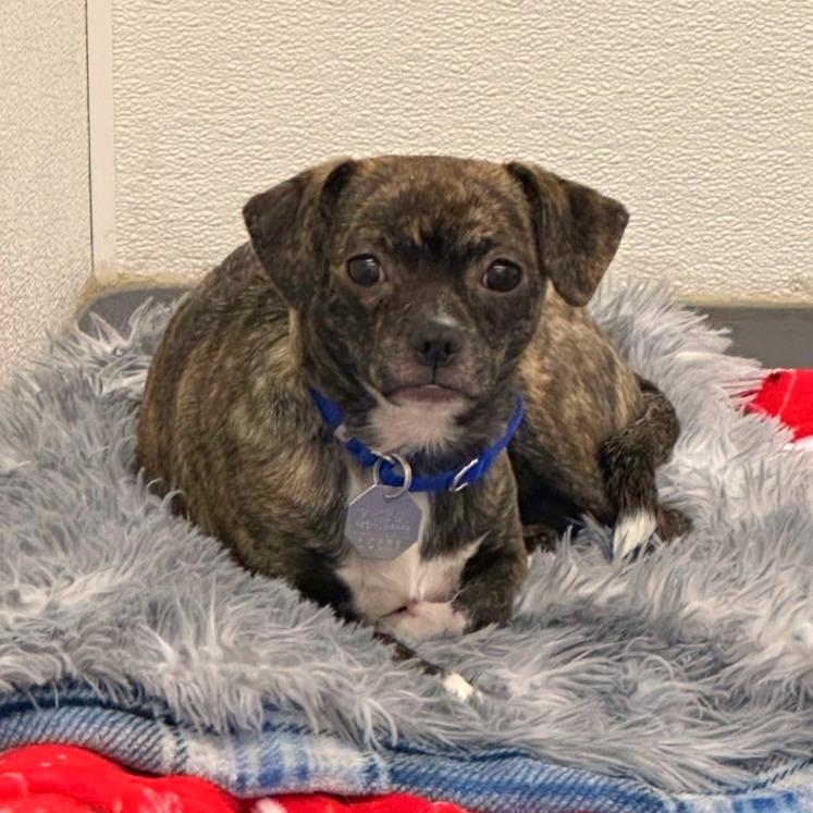 Enlarge Cheyenne, a Adoptable mixed breed in Woodinville, WA image 3/4