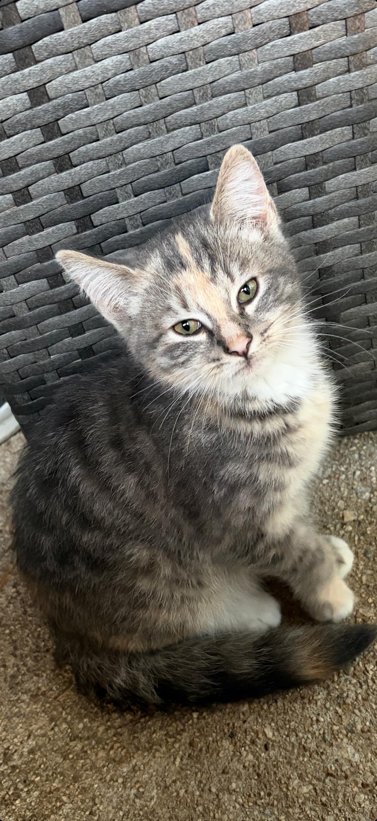 Delilah, Adoptable, Kitten Female Domestic Short Hair & Calico.