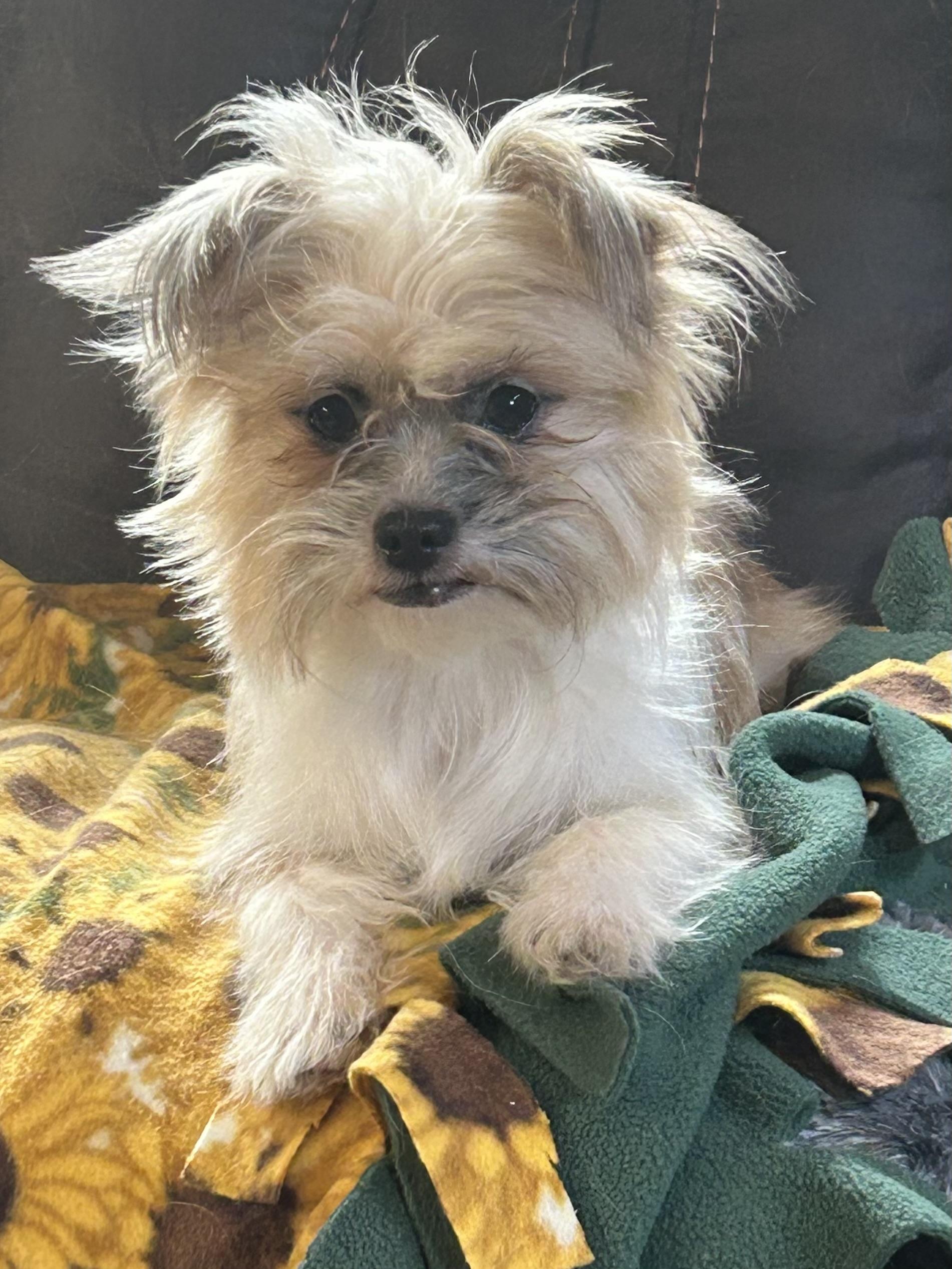 MACY, ADOPTABLE, Adult Female Yorkshire Terrier & Chihuahua.