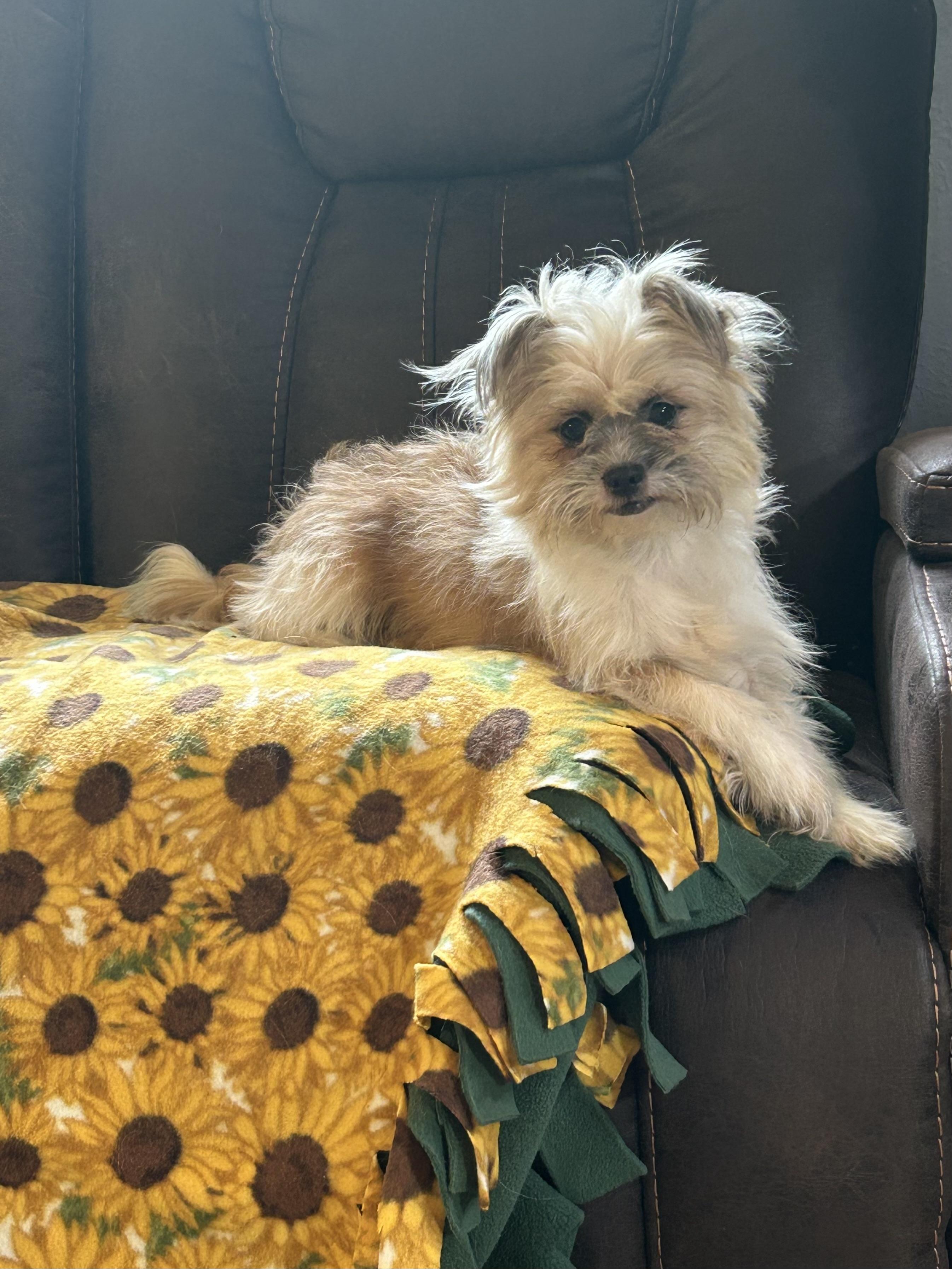 MACY, a ADOPTABLE mixed breed in Rossford, OH image 2/3