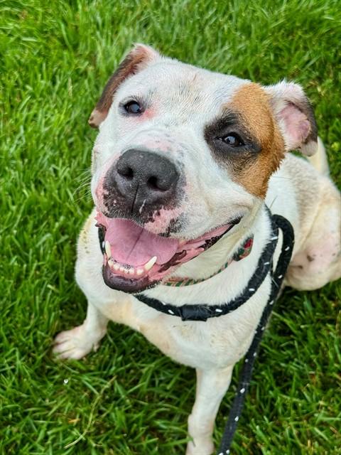 S'MORES, Adoptable, Young Female Terrier & Mixed Breed.