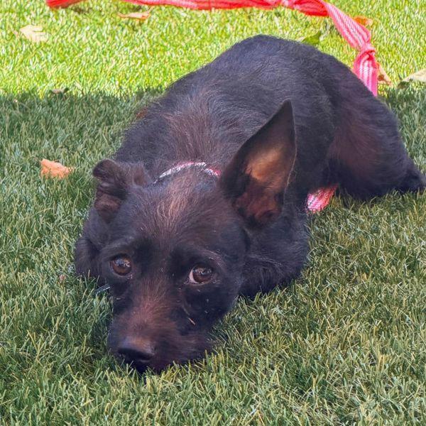 Wendy Wings, Adoptable, Young Female Wirehaired Terrier.
