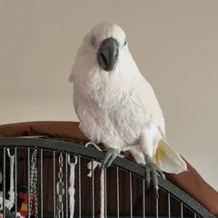 Quigley Too (QT), Senior Female Cockatoo