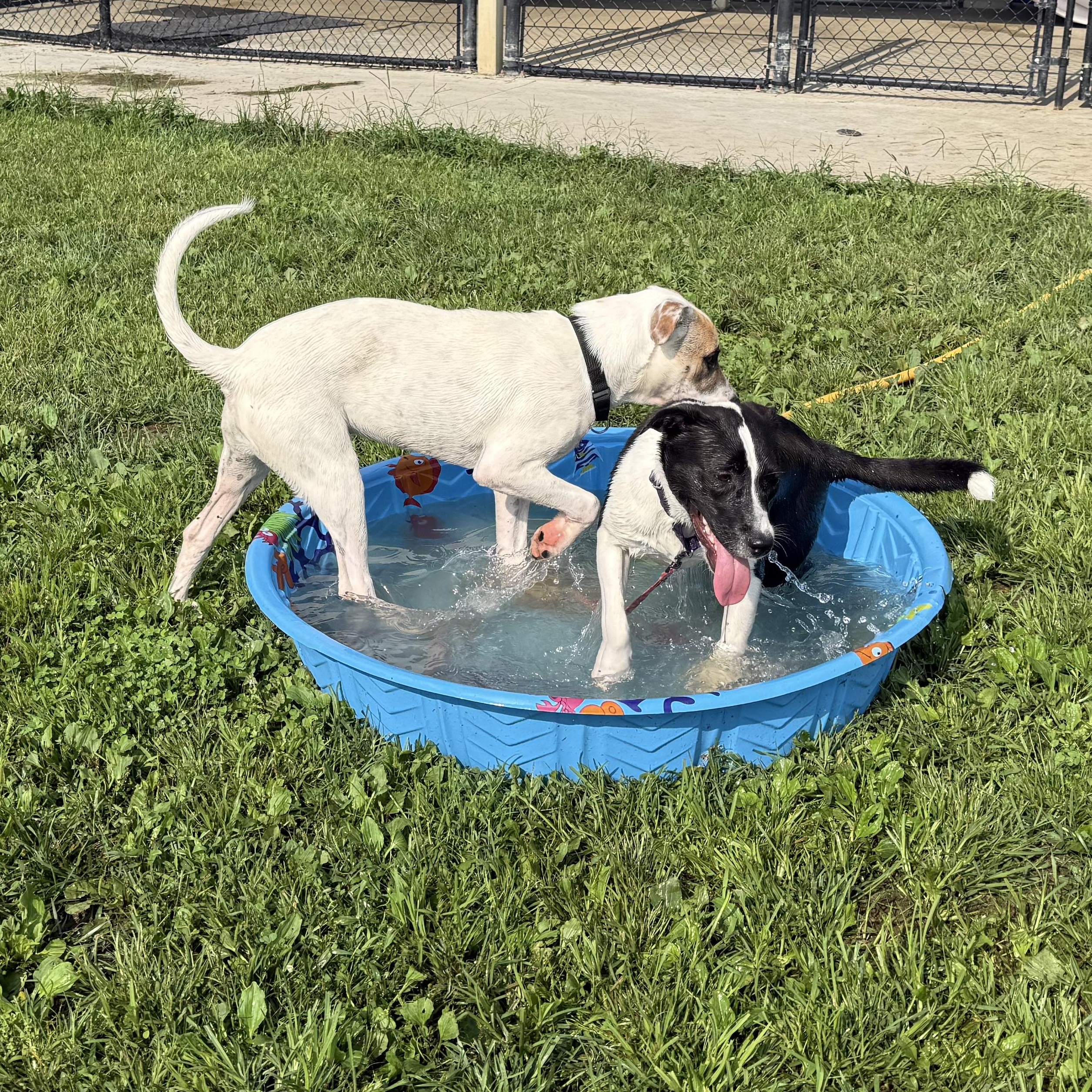 Stormcloud, a ADOPTABLE mixed breed in Monroe, OH image 2/6