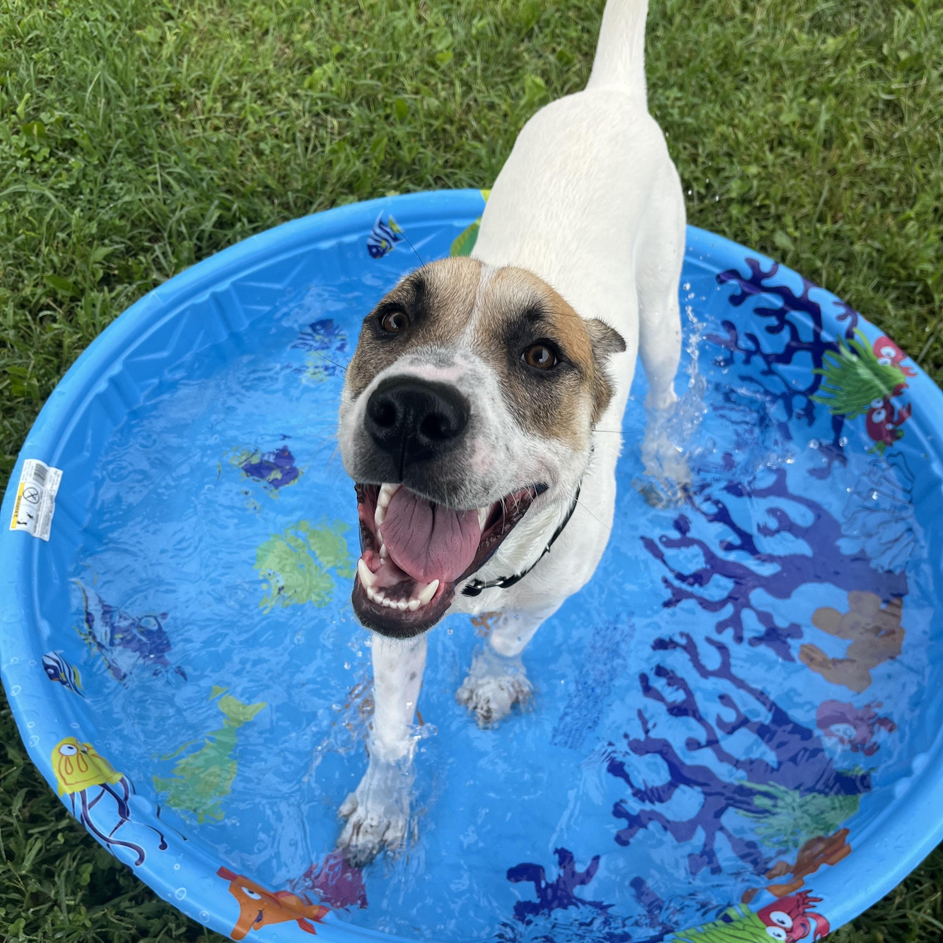 Stormcloud, a ADOPTABLE mixed breed in Monroe, OH image 6/6