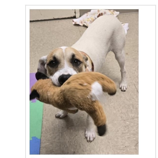 Stormcloud, a ADOPTABLE mixed breed in Monroe, OH image 2/3