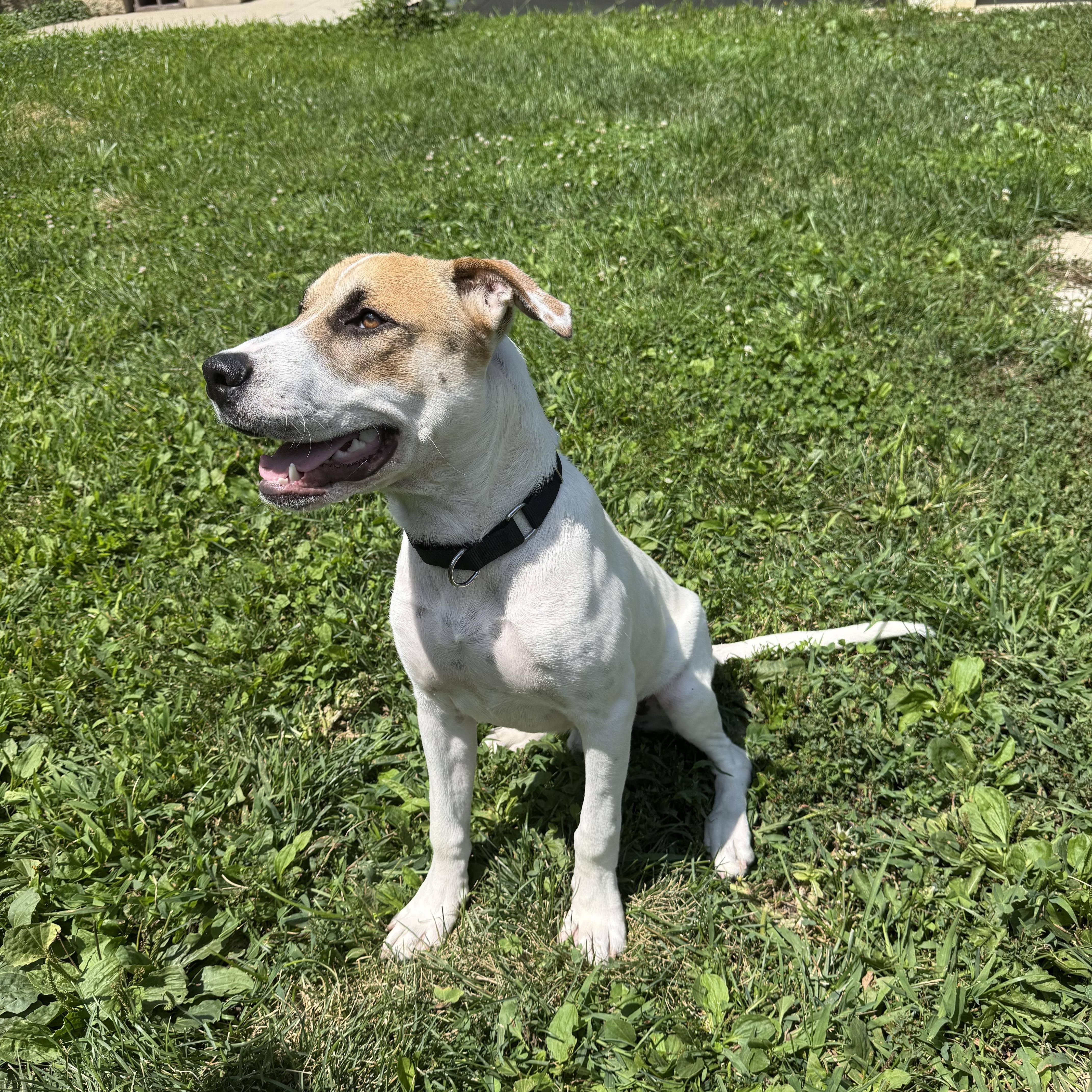 Stormcloud, a ADOPTABLE mixed breed in Monroe, OH image 4/6
