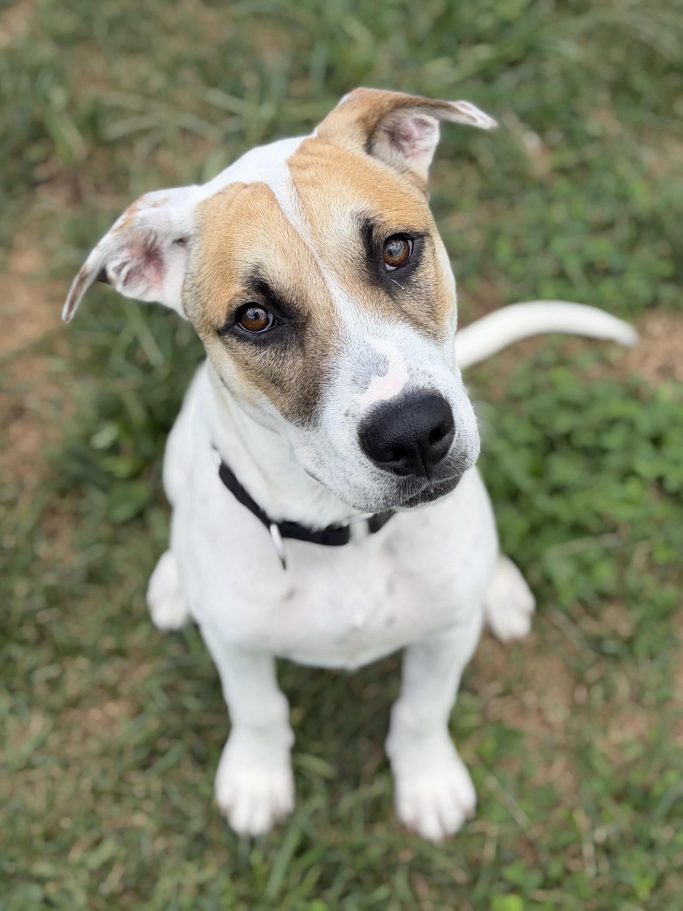 Stormcloud, ADOPTABLE, Puppy Male Hound.