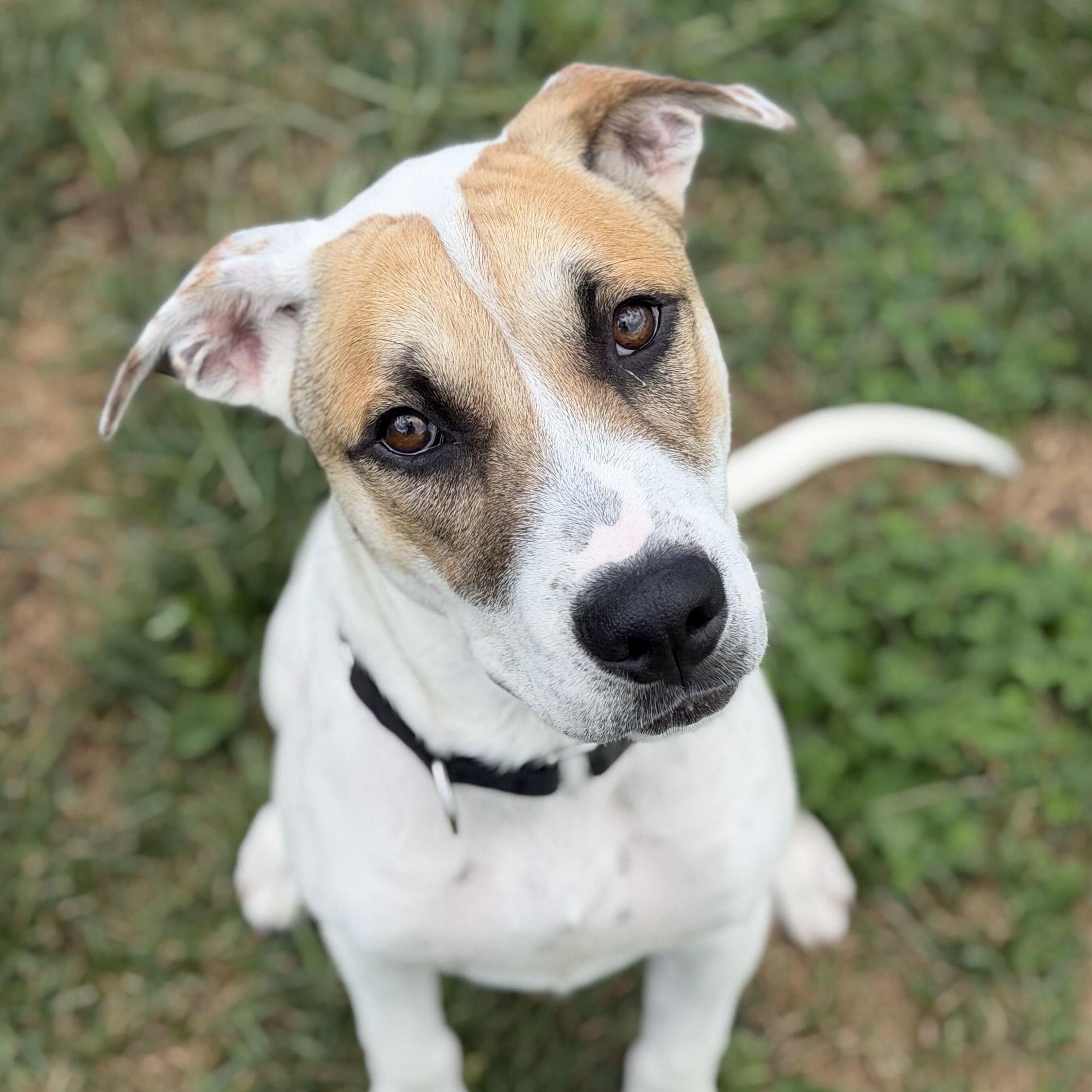 Stormcloud, a ADOPTABLE mixed breed in Monroe, OH image 1/6