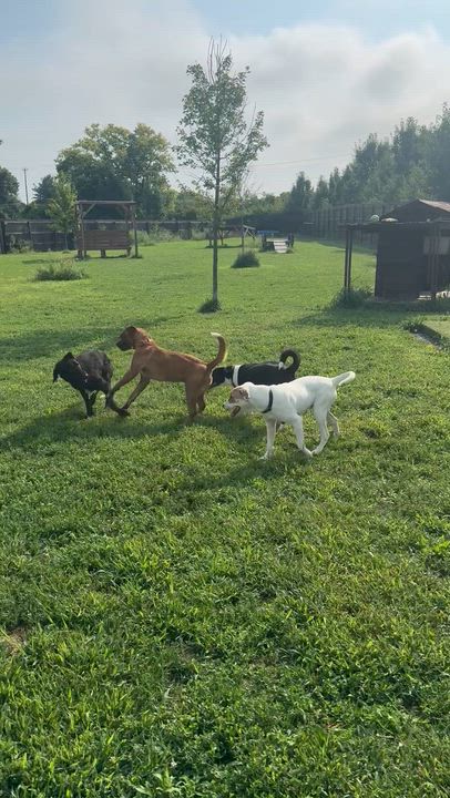 Enlarge Stormcloud, a ADOPTABLE mixed breed in Monroe, OH video 5/6