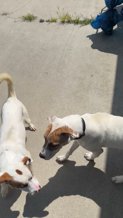 Enlarge Stormcloud, a ADOPTABLE mixed breed in Monroe, OH video 3/3