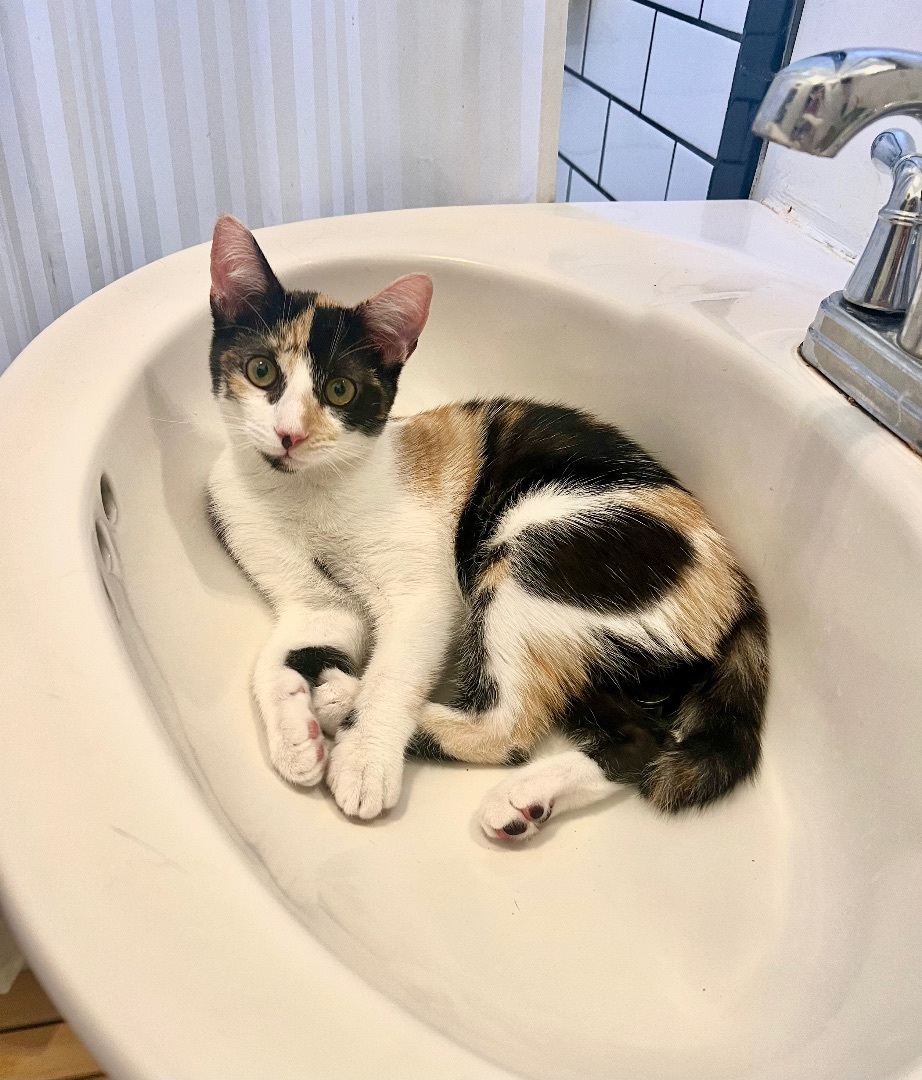 Nubbin, Adopted, Kitten Female American Shorthair.