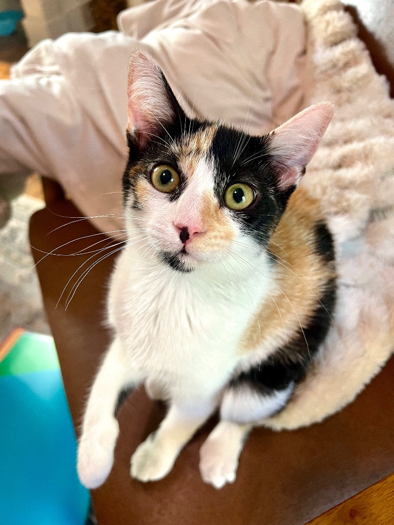 Enlarge Nubbin, a Adopted American Shorthair in Los Angeles, CA image 2/13