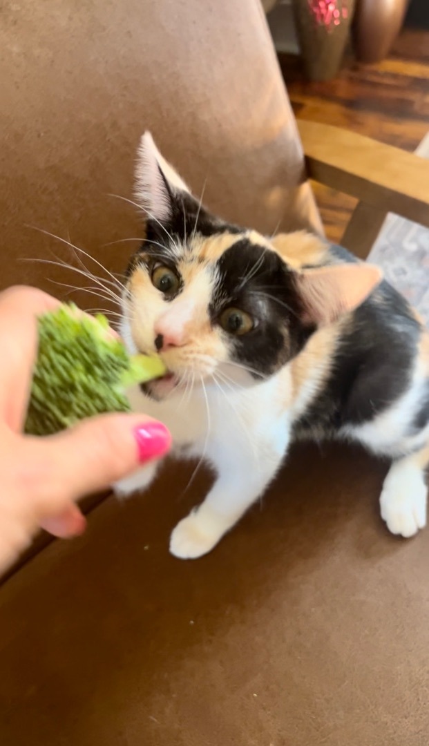 Enlarge Nubbin, a Adopted American Shorthair in Los Angeles, CA image 3/13
