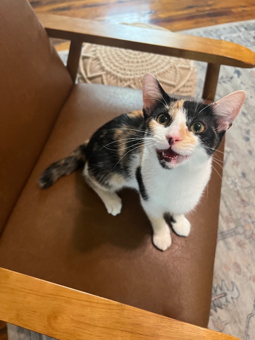 Enlarge Nubbin, a Adopted American Shorthair in Los Angeles, CA image 4/13