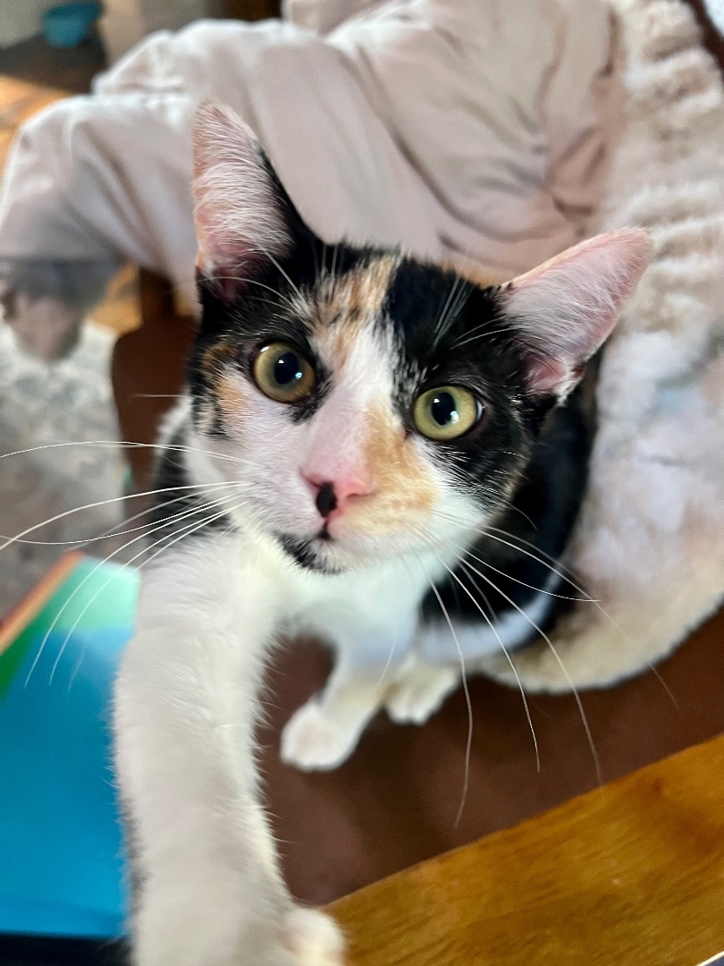 Enlarge Nubbin, a Adopted American Shorthair in Los Angeles, CA image 5/13