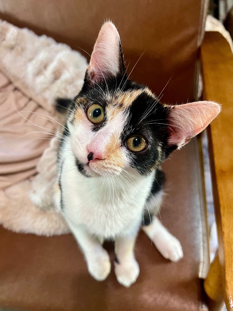 Enlarge Nubbin, a Adopted American Shorthair in Los Angeles, CA image 6/13