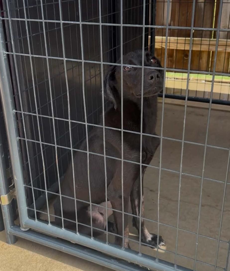 Chance, Adoptable, Young Male Labrador Retriever.
