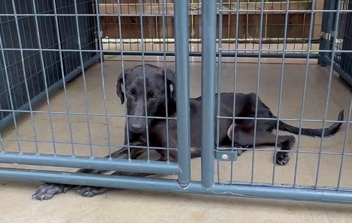 Enlarge Chance, a Adoptable mixed breed in Middletown, NJ video 1/2