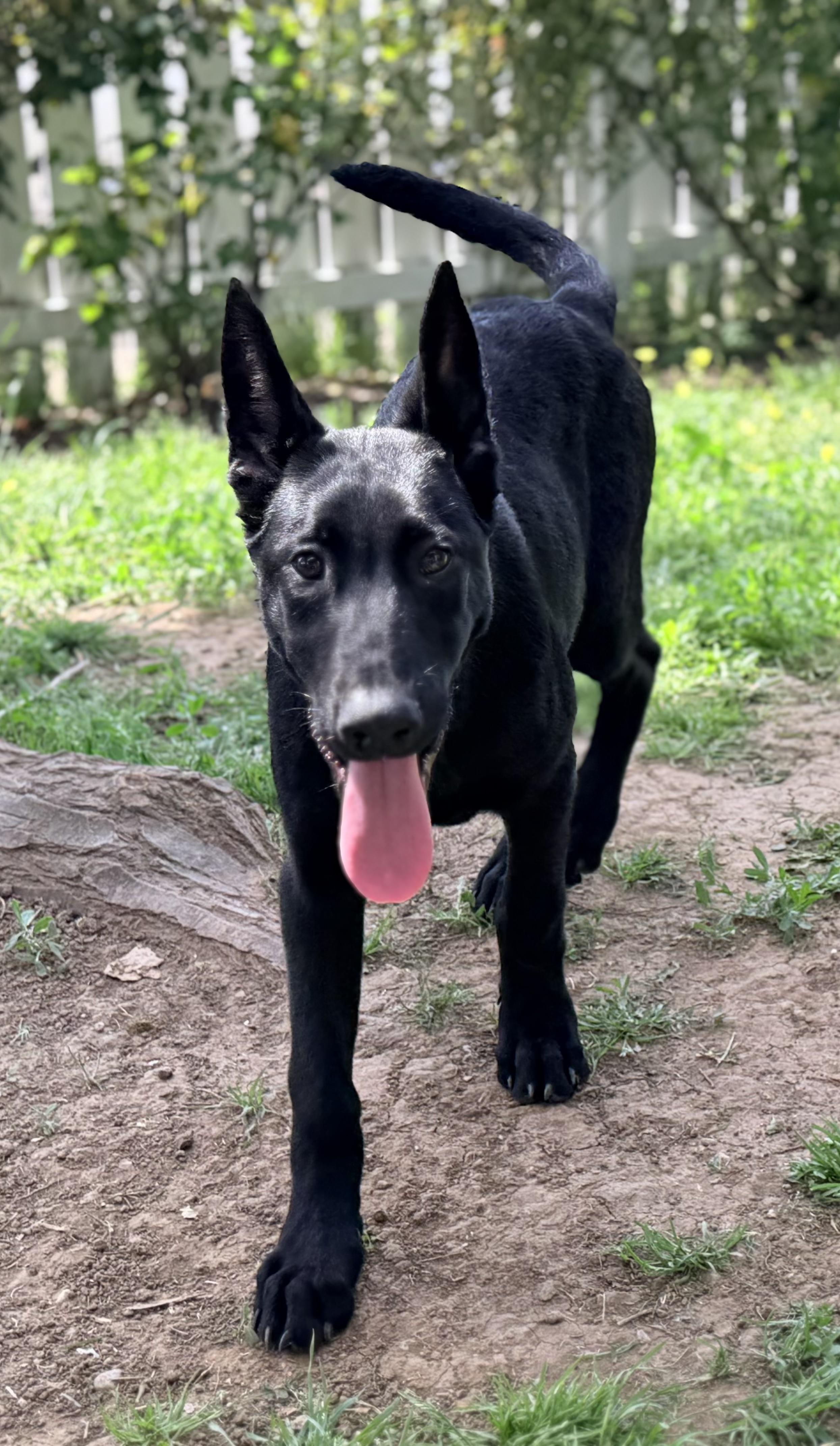 Enlarge Shadow, a Adoptable mixed breed in Yuba City, CA image 4/4