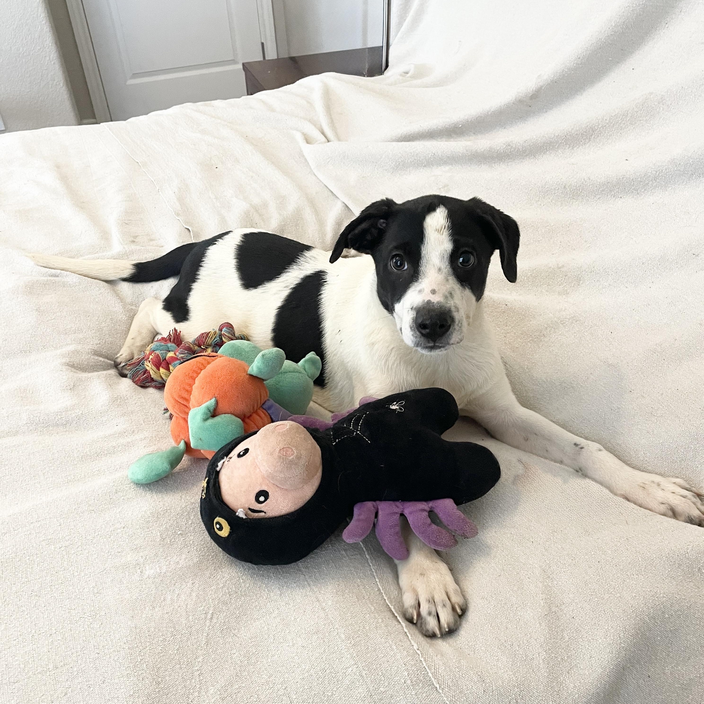Darling Tyla, ADOPTABLE, Puppy Female Dalmatian & Labrador Retriever.