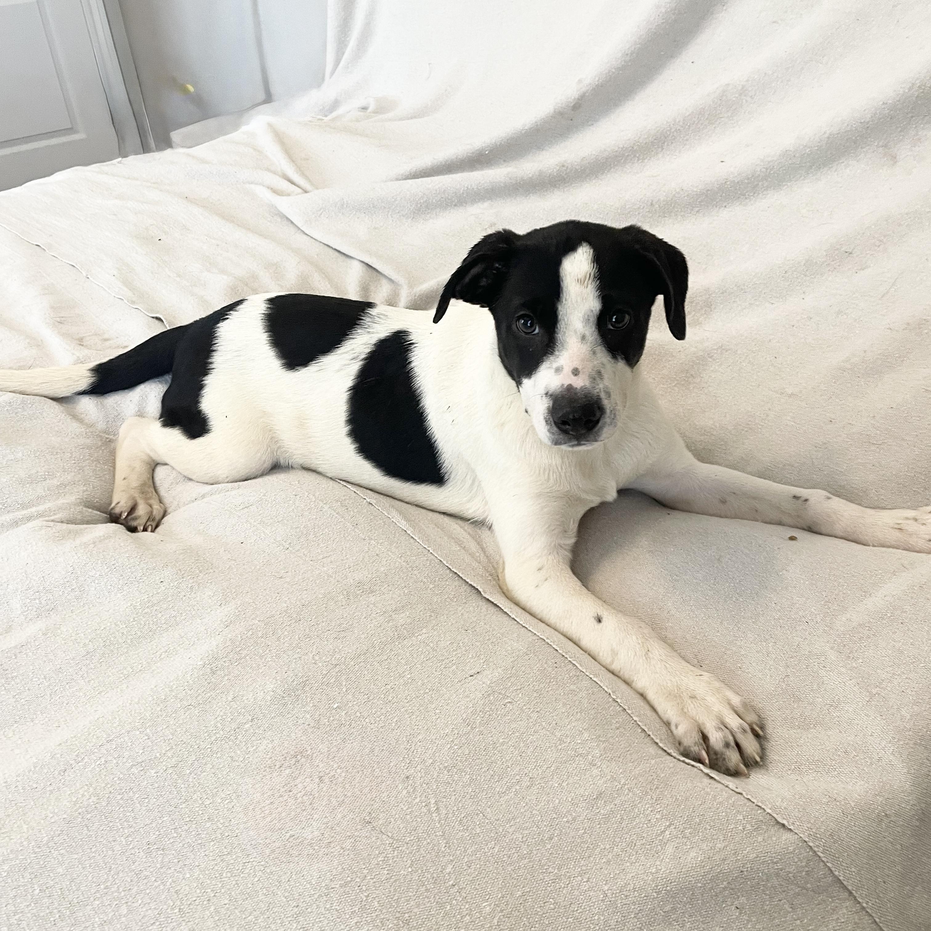Enlarge Darling Tyla, a ADOPTABLE mixed breed in West Hartford , CT image 3/4