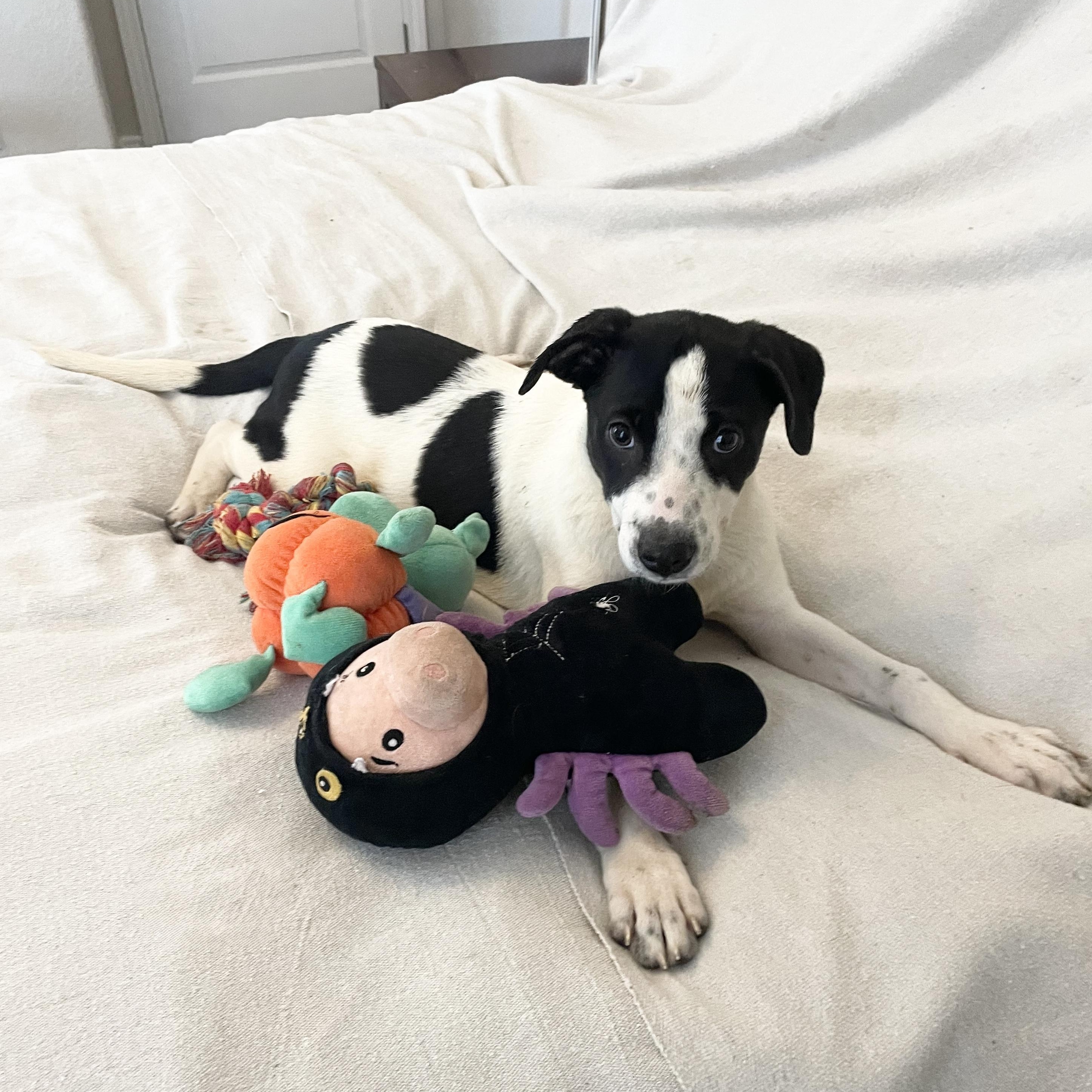 Enlarge Darling Tyla, a ADOPTABLE mixed breed in West Hartford , CT image 2/4