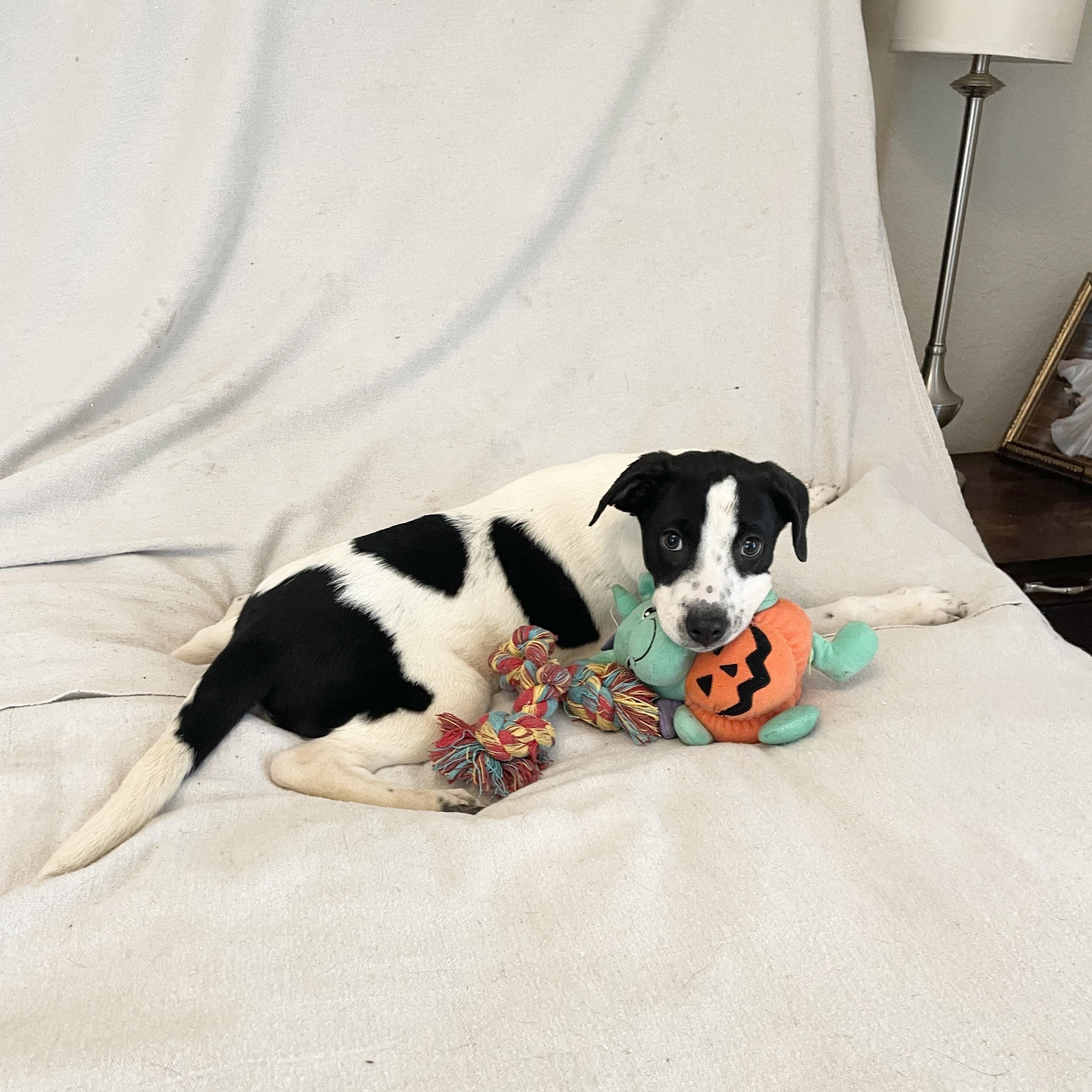 Enlarge Darling Tyla, a ADOPTABLE mixed breed in West Hartford , CT image 4/4