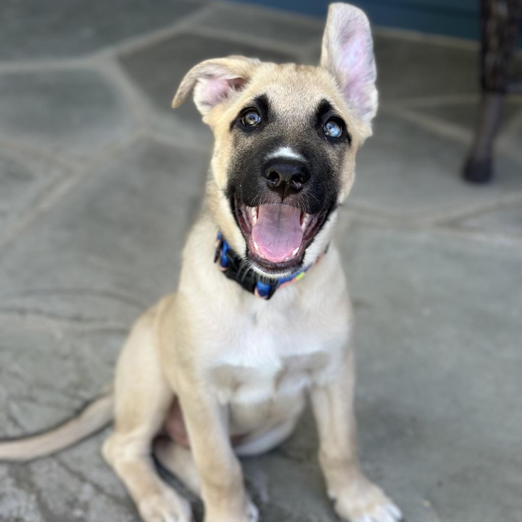 Enlarge Hunter, a Adoptable mixed breed in Studio City, CA image 1/6