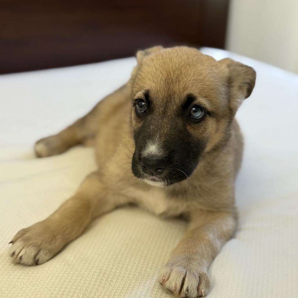 Enlarge Hunter, a Adoptable mixed breed in Studio City, CA image 2/6