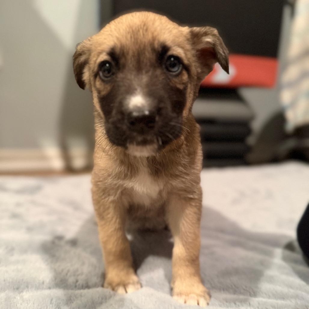 Enlarge Hunter, a Adoptable mixed breed in Studio City, CA image 6/6